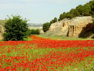 Río Rojo en Perejón "La primavera"
11 de mayo de 2003
Es primavera y simpre que puedo intento fotografiarla.
EL CURSO DEL AÑO: < La primavera


