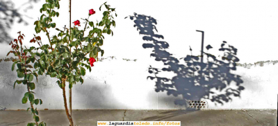 12 de Octubre 2006, Rosal y su sombra, en La calle de las cuevas de Palacio
[url=espacio.adicional] [/url]
[color=teal][i] No pensábanos incluir esta foto, pero siendo hoy el día del Pilar, por que no regalar desde aquí estas flores a todas las Pilares, que en La Guardia hay muchas....[/i][/color]

[url=espacio.adicional] [/url]

Palabras clave: 12 de Octubre 2006, Rosal y su sombra, en La calle de las cuevas de Palacio