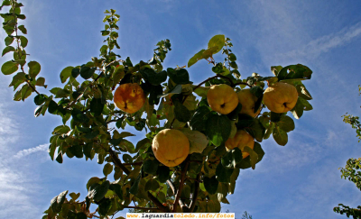 8 de Octubre 2006, Membrillos.
[url=espacio.adicional] [/url]
[color=teal][i] El verano lo delimitan dos frutas las peras de San Juan y los membrillos. En La Guardia no tenemos peras, y ya casi no quedan membrillos... ¿Que ha pasado con todos los que había en el campo...?[/i][/color]

[url=espacio.adicional] [/url]

Palabras clave: 8 de Octubre 2006, Membrillos.