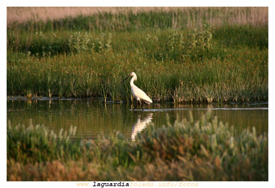 Los nuevos moradores de La Laguna (9 de Junio de 2007)
La Laguna se ha convertido en un humedal, posiblemente ya lo fue hace tiempo, y los humedales atraen a estos visitantes.

Un humedal es una zona de tierras, generalmente planas, en la que la superficie se inunda permanente o intermitentemente dando lugar a un ecosistema híbrido entre los puramente acuáticos y los terrestres. Dentro de este tipo de espacios biológicos están: bañados, ciénagas, esteros, fangales, marismas, pantanos, turberas, así como las zonas de costa marítima que presentan anegación periódica por el régimen de mareas (manglares).

Palabras clave: La Laguna se ha convertido en un humedal, posiblemente ya lo fue hace tiempo, y los humedales atraen a esto visitantes.