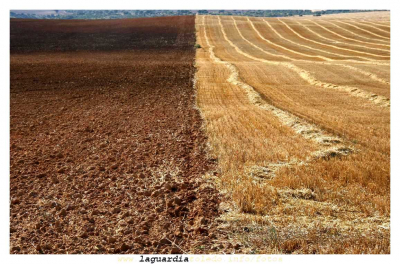 Y después de la siega, el rastrojo, al que le sigue el barbecho... (8 de Julio 2007)
[b]Rastrojo[/b] son restos de paja de los tallos de las espigas que quedan en el terreno tras la siega. Desde antiguo es quemado por los agricultores al finalizar el verano. Sin embargo se ha demostrado que el rastrojo es un recurso muy bueno para proteger el suelo del impacto de la precipitación erosiva y la consiguiente escorrentía, por lo tanto su quema en la actualidad no esta recomendada.

[b]Barbecho[/b], en agricultura, se denomina una tierra de labor que se deja sin sembrar durante una o varias temporadas permitiendo que se recupere para la siguiente campaña. 
Empezó a ser habitual en Europa en la Edad Media. 
Hoy esta demostrado que asegura la rentabilidad de las tierras.
Palabras clave: argricultura faenas agrícolas
