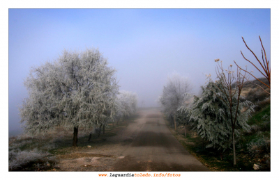 Arboles de hielo de camino al cementerio. 24 de diciembre de 2008
Palabras clave: Arboles de hielo de camino al cementerio. 24 de diciembre de 2008