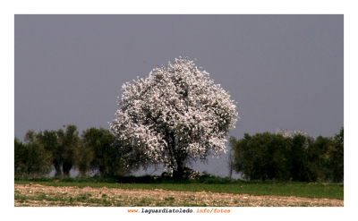 Primavera palpitante I - 14 de marzo de 2009.
EL CURSO DEL AÑO: La primavera
Palabras clave: primavera palpitante almendro flor