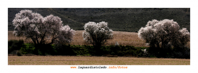 Primavera palpitante III - 14 de marzo de 2009.
Palabras clave: primavera palpitante almendro flor