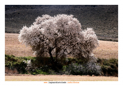 Primavera palpitante II - 14 de marzo de 2009.
Palabras clave: primavera palpitante almendro flor