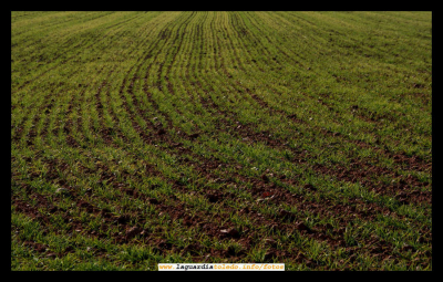 16 de diciembre de 2007. Campaña de cereal 2007-2008. Nacimiento de la siembra en una tierra del Pico Blanco
A pesar de las adversidades la naturaleza se abre paso....
Palabras clave: siembra naciminto campaña