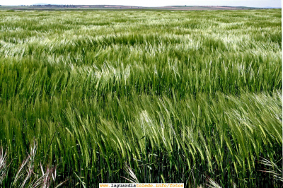 La tierra donde los mares son verdes  (6 de mayo de 2007)
- ¿ De donde eres ?
- De la tierra donde los mares son verdes.

[img]http://www.laguardiatoledo.info/fotos/resources/logo_tupi_bn_w65_conbordes.jpg[/img]

Palabras clave: La tierra donde los mares son verdes