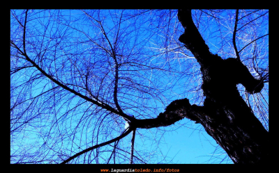 31 de diciembre de 2007. Invierno el la glorieta.
"En el corazón de todos los inviernos vive una primavera palpitante"
Khalil Gibran.

Palabras clave: 31 de diciembre de 2007. Invierno el la glorieta.