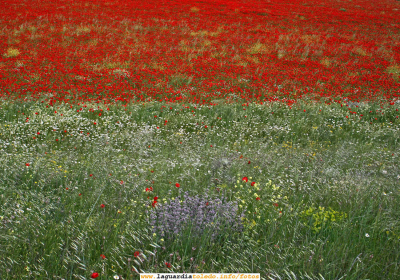 Para gustos los colores.... y para colores la primavera (13 de mayo 2007)
Como todos los años salimos a fotografiar la primavera.... y con este ya son cinco.
Palabras clave: Para gustos los colores.... y para colores la primavera (13 de mayo 2007)