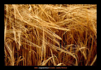 Campaña de cereal 2007-2008. Campos de cebada. 8 de Junio de 2008
Palabras clave: Campaña 2007-2008. Campos de cebada. 8 de Junio de 2008