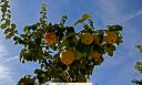 2006_10_08_El_Membrillo_lgt.jpg