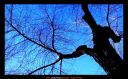P1000348_invierno_en_la_glorieta1_lgt.jpg