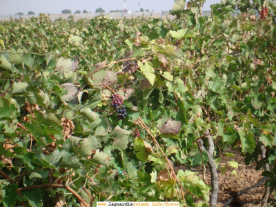 7 de Octubre de 2007. Bodegas Martúe. El grumo sin vendimiar
Para quien no lo sepa un grumo es un pequeño racimo que suele estar al final de los sarmientos, en el extremo más alejado a la cepa. Por su posición y pequeño tamaño, son fáciles de no ver según se vendimia
[url=http://www.martue.com][color=navy][i][b]Bodegas Martúe[/b][/i][/color][/url].[/b]
