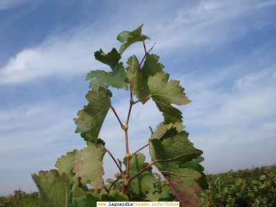 7 de Octubre de 2007. Bodegas Martúe. El sarmiento que se eleva hacia el cielo
Para el que no lo sepa las hojas de los sarmientos se llaman pámpanas
[url=http://www.martue.com][color=navy][i][b]Bodegas Martúe[/b][/i][/color][/url].[/b]
