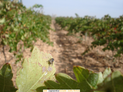 7 de Octubre de 2007. Bodegas Martúe. La mosca cojonera en primer plano y la Iglesia entre los linios desenfocada al fondo
Las moscas cojoneras son moscas que proliferan los meses de Septiembre y Octubre asociadas a la vendimia y se llaman a sí por lo pesadas que son. Para poder ver con mayor detalle a la mosca, dar click a la foto (y se ampliará a 2400 puntos por pulgada). Esta foto está hecha con la opción de macro habilitada en la cámara.
[url=http://www.martue.com][color=navy][i][b]Bodegas Martúe[/b][/i][/color][/url].[/b]
