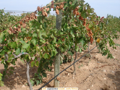 7 de Octubre de 2007. Bodegas Martúe. El sistema de riego por goteo
El cable negro en la zona inferior es que el surte de agua a la cepa gota a gota, de ahí el nombre de goteo. Es un sistema de riego muy efectivo porque aprovecha al máximo el agua en el riego
[url=http://www.martue.com][color=navy][i][b]Bodegas Martúe[/b][/i][/color][/url].[/b]
