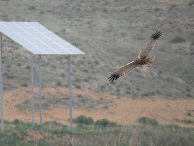 Aguilucho en la Laguna
Aguilucho lagunero en la laguna artificial en La Laguna
Palabras clave: la laguna