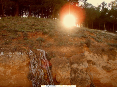 8 de Abril de 2007. Primavera en Perejón
Curiosa foto de raíces de pinos que salen del terreno con el sol casi ponéndose entre los árboles
