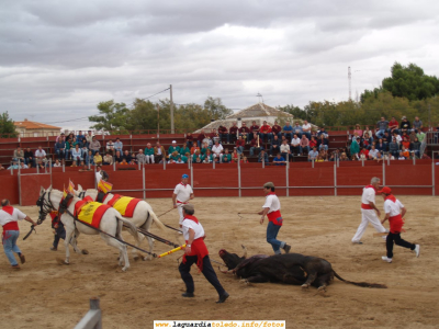 24 de Septiembre de 2006. Toros en la plaza ambulante
Sacando el toro de la plaza ya muerto
