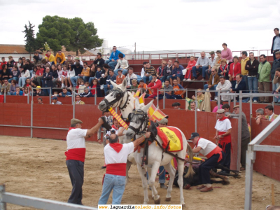 24 de Septiembre de 2006. Toros en la plaza ambulante
Enganchando las mulillas al toro muerto para sacarlo de la plaza
