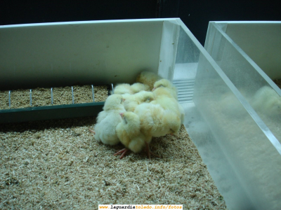 Pollitos en Faunia (Madrid). 23 de Agosto de 2007
Al hacer esta foto he recordado momentos de mi niñez en los que en mi casa se criaban desde recién nacidos los pollos y las gallinas para el autoconsumo. Cuando eran chiquititos se metían en una caja de cartón y en invierno se ponían al lado de la estufa todos acurrucados unos con otros como en la foto para no pasar frío. Recuerdo que en el "gallinero" de casa se criaban gallinas, pollos, conejos y cerdos. ¡Qué lástima que este tipo de tradiciones ya se hayan prácticamente perdido en nuestro pueblo!. De lo que más me acuerdo es del sabor de los pollos de corral en los guisados que hacía mi madre, con esos muslos de hasta 10cm de diámetro, con esas albóndigas hechas con su carne criada sin clembuterol (que convierte la grasa en músculo) ni otros elementos de engorde artificial y la gelatina que soltaban que hasta se solidificaba de lo densa que era, que no tiene nada que ver con el sabor del pollo industrial actual. Los piensos eran de harina de cereal (trigo o cebada) y no como ahora que se usan piensos de harina de grasa animal que ha favorecido la aparición de enfermedades como la de las vacas locas. ¿Realmente hemos ido a mejor en nuestra alimentación con el paso de los años? [b]¡Qué daría yo por un guisado de esos... ! [/b]
[url=http://www.redajo.com/cpg144/thumbnails.php?album=3][color=navy][i][b]Fotos de Faunia[/b][/i][/color][/url].[/b]
[url=http://www.redajo.com/multimedia/thumbnails.php?album=2][color=navy][i][b]Videos de Faunia[/b][/i][/color][/url].[/b]
