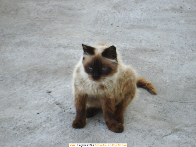 Gato en la calle Cuesta de la Fuente. 2 de septiembre de 2006 a primera hora de la mañana
Nunca había conseguido estar tan cerca de un gato sin que éste se inmutase. Así conseguí instantáneas como ésta hecha a 1 metro de distancia.

