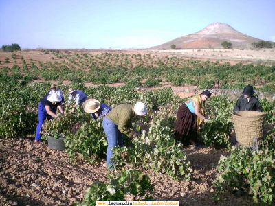 Primer premio del concurso de fotografía organizado por Dipurural
La fotografía se titula "Trabajo en cuadrilla" y fué presentada por Milagros Redajo. Las mujeres que aparecen en la foto son miembros de la Asoaciciación de Mujeres "La Rosaleda"

Este es un certámen de fotografía que organiza Proyecto Equal Dipurural ([url=http://www.dipurural.com][color=navy][i][b]"Web de Dipurural"[/b][/i][/color][/url]) y el primer y tercer premio han sido para fotos de gente guardiola:
Primero: para Milagros Redajo Santiago, con la foto "Trabajo en Cuadrilla", que es una foto de la vendimia en donde se ve de fondo el Cerro la Atalaya.
Tercero: para Lourdes Orgaz, con la foto "La Ayuda"
Las bases del concurso las podéis ver aquí:
[url=http://www.dipurural.com/mediosdipurural/dia20060909.html][color=navy][i][b]"Bases del concurso de fotografía"[/b][/i][/color][/url]

El cartel de las fotos premiadas es éste [url=http://www.laguardiatoledo.info/fotos/displayimage.php?pos=-1851][color=navy][i][b]Cartel de las fotografías premiadas del concurso fotográfico de Dipurural[/url].[/b]


