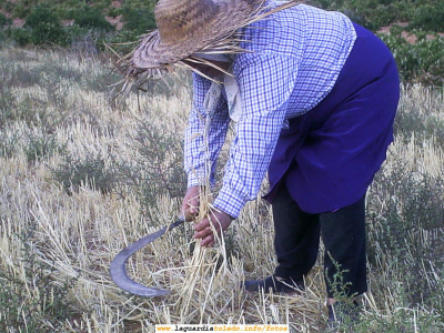 Segando a la manera tradicional con la hoz
