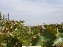06_10_07_martue_iglesia_entre_las_linios_y_pampanas.JPG