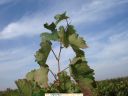 06_10_07_martue_las_pampanas.JPG