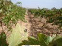 06_10_07_martue_mosca_cojonera_final.JPG