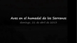 aves-en-el-humedal-de-los-serranos.mp4