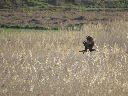 aves-gif.gif