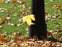 Nombre del archivo=caida-hoja.gif
Tamaño del archivo=904KiB
Dimensiones=800x607
Fecha añadida=F d, Y caida-hoja.gif