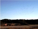 lgt_11_03_07_banda_pajaros_laguna_1.mp4