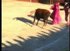 lgt_1995_toros_entrar_a_matar.mp4