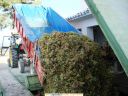 lgt_1_10_06_descarga_uva_1.JPG