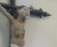 lgt_2006-balesquida_agosto_excursion_rosaleda_1.mp4