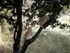 lgt_2006_2_gatos_jugando_en_arbol_1.mp4