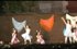 lgt_2006_castilla_la_mancha_ampa_2.mp4