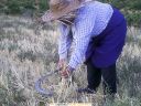 lgt_rosaleda_segando_manera_tradicional_1.JPG