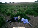 lgt_rosaleda_siesta_en_la_vendimia_1.JPG