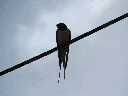 pajaros-paseo-del-norte-y-cuevas-de-palacio.gif