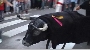 tirotateiro_24_09_2008.mp4