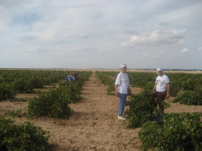 VENDIMIA 2007
