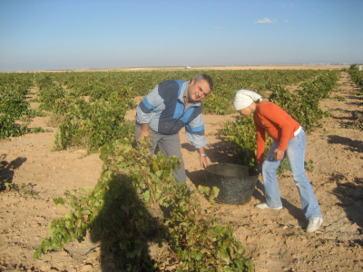 VENDIMIA 2007
