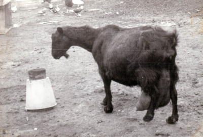 Chivi 1
Cabra Chivi el día antes de parir. Foto tomada por Enrique Cabello en el año 1964.
Palabras clave: Cabra Pastor Modesto