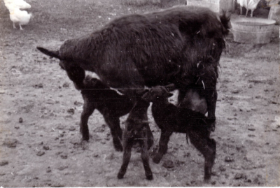 Chivi 2
Cabra Chivi recien parida de trillizos. Foto tomada por Enrique Cabello en el año 1964
Palabras clave: Cabra Pastor Modesto
