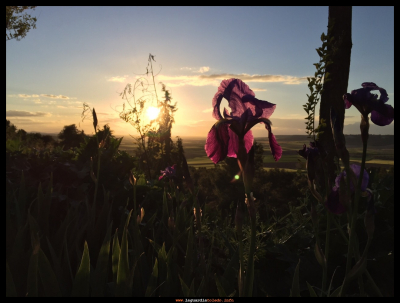 Atardecer
