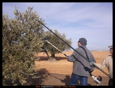 De aceitunas II
Recogida de la aceituna. Enero 2014.
Palabras clave: Recogida de la aceituna